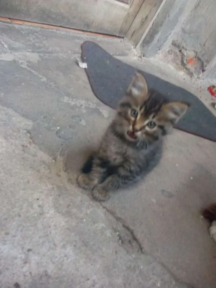 Gato ra a RND idade Abaixo de 2 meses nome Filhotes