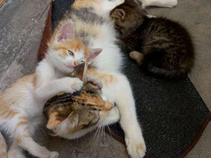 Gato ra a RND idade Abaixo de 2 meses nome Filhotes