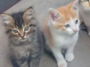 Gato raça RND idade Abaixo de 2 meses nome Filhotes