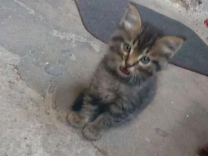 Gato ra a RND idade Abaixo de 2 meses nome Filhotes