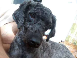 Cachorro raça Poodle idade 2 anos nome Negão
