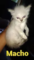 Gatinhos Filhotes