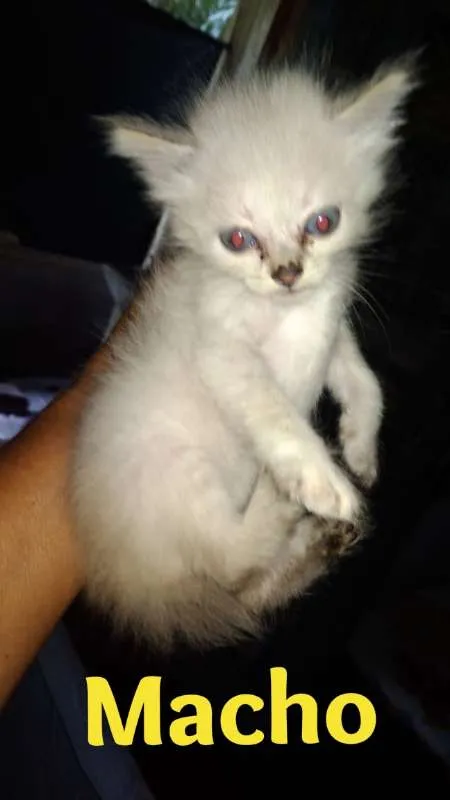 Gato ra a SRD idade 2 a 6 meses nome Gatinhos Filhotes