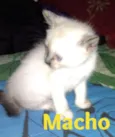 Gatinhos Filhotes