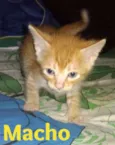 Gatinhos Filhotes