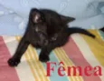 Gatinhos Filhotes