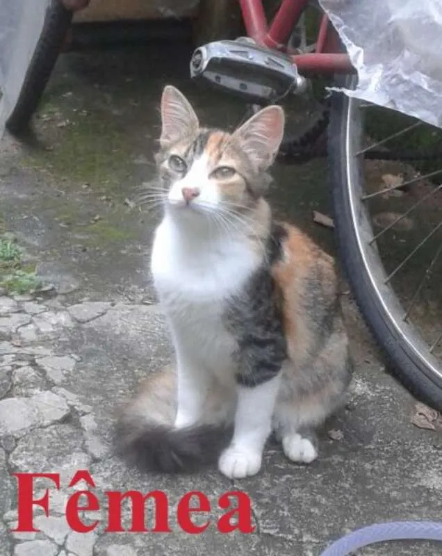 Gato ra a SRD idade 2 a 6 meses nome Gatinhos Filhotes