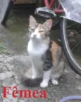Gatinhos Filhotes