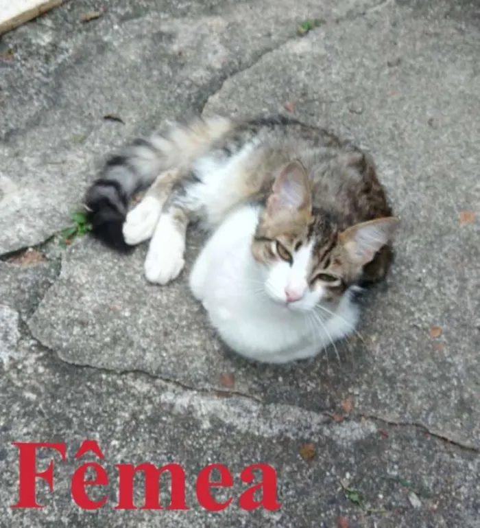 Gato ra a SRD idade 2 a 6 meses nome Gatinhos Filhotes
