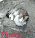 Gatinhos Filhotes
