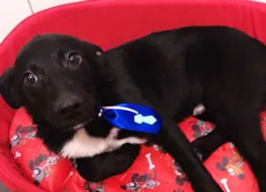 Cachorro raça SRD idade 2 a 6 meses nome LORD
