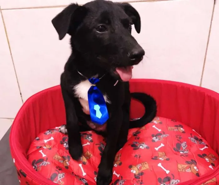 Cachorro ra a SRD idade 2 a 6 meses nome LORD