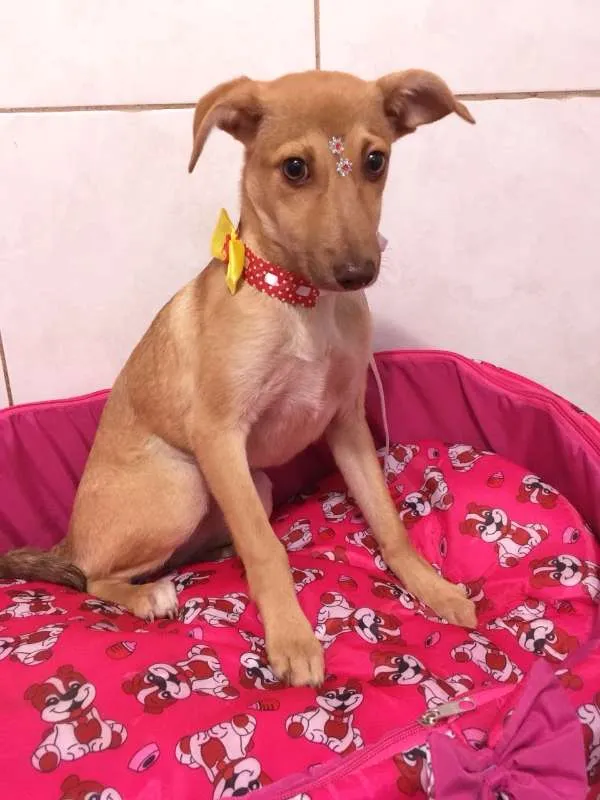 Cachorro ra a SRD idade 2 a 6 meses nome LOLITA
