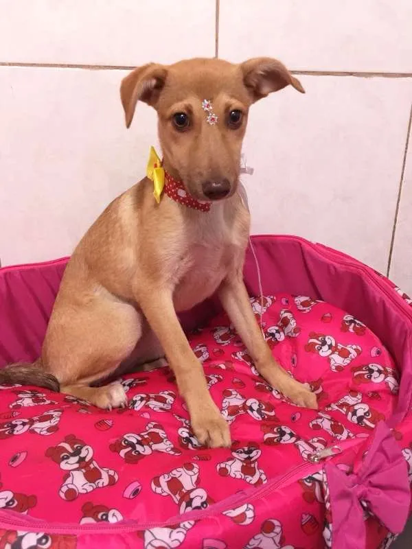 Cachorro ra a SRD idade 2 a 6 meses nome JADE