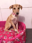 LOLITA