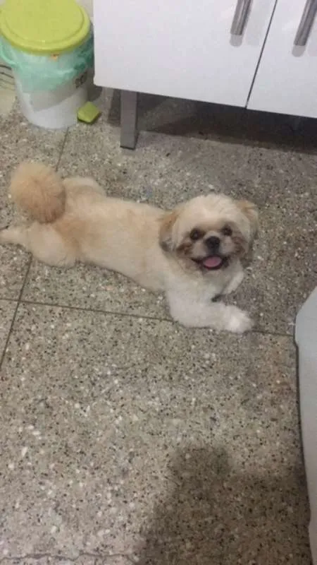 Cachorro ra a Shitzu idade 1 ano nome Charlie