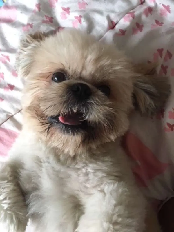Cachorro ra a Shitzu idade 1 ano nome Charlie