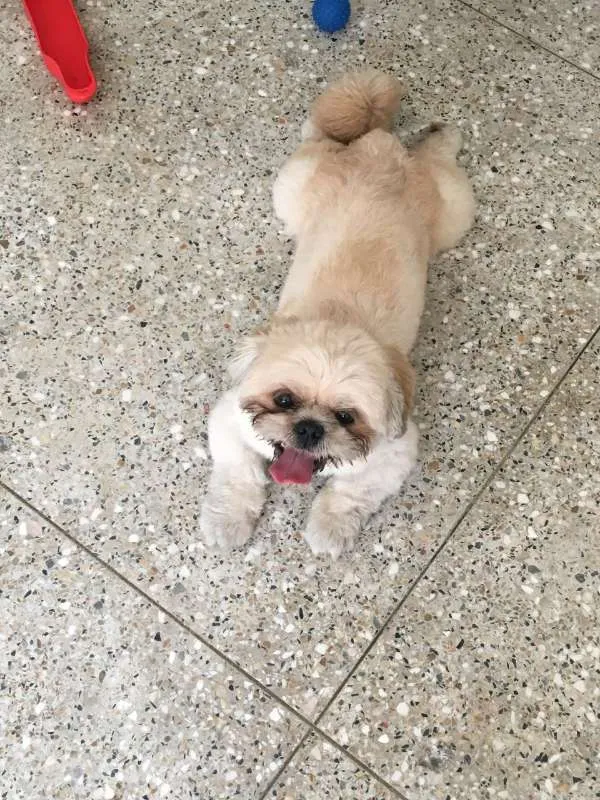 Cachorro ra a Shitzu idade 1 ano nome Charlie