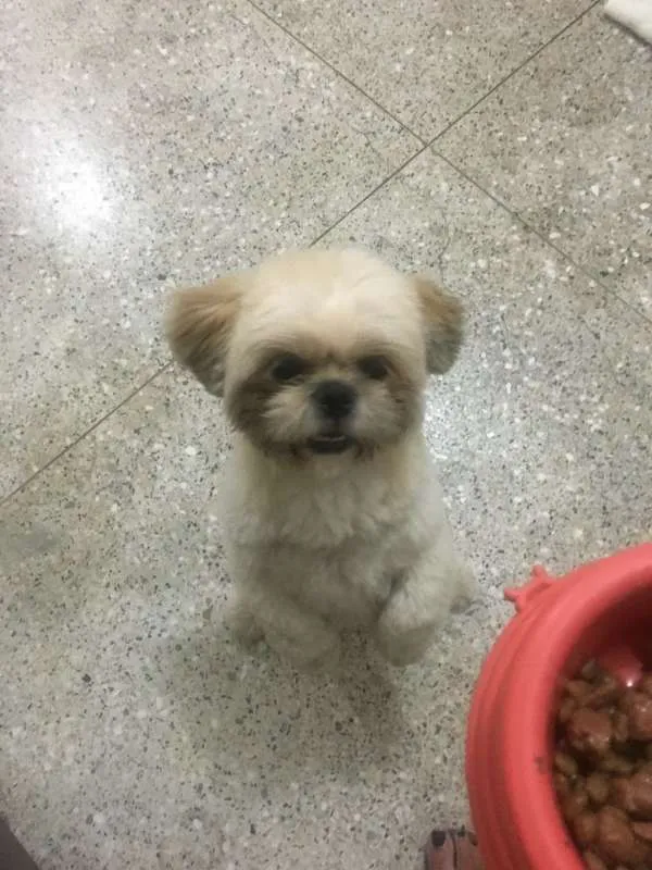 Cachorro ra a Shitzu idade 1 ano nome Charlie