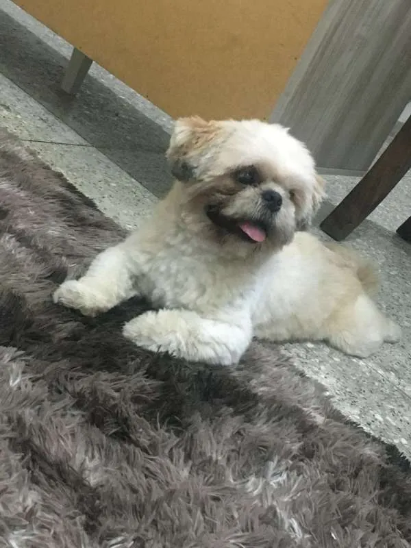 Cachorro ra a Shitzu idade 1 ano nome Charlie