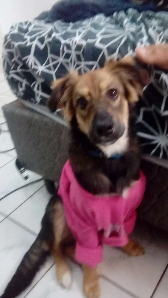 Cachorro raça Vira lata idade 2 a 6 meses nome Lobinho 
