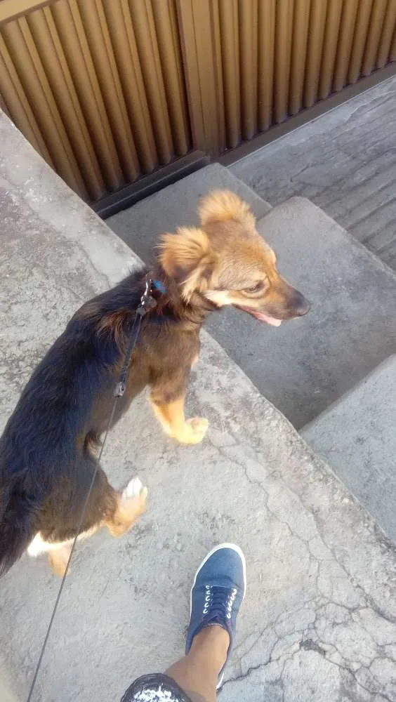 Cachorro raça Vira lata idade 2 a 6 meses nome Lobinho 