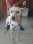 Estopinha