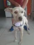 Estopinha