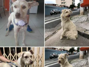 Cachorro raça vira lata idade 1 ano nome Estopinha