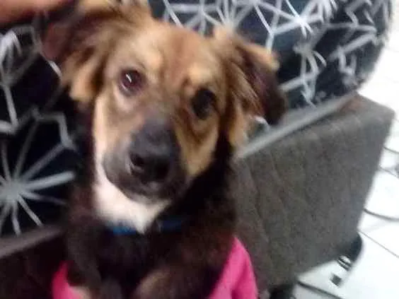 Cachorro raça Vira lata idade 2 a 6 meses nome Lobinho 