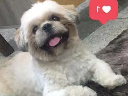Cachorro ra a Shitzu idade 1 ano nome Charlie