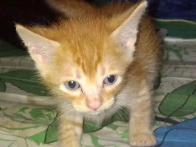 Gato ra a SRD idade 2 a 6 meses nome Gatinhos Filhotes