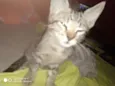  Gatinhos