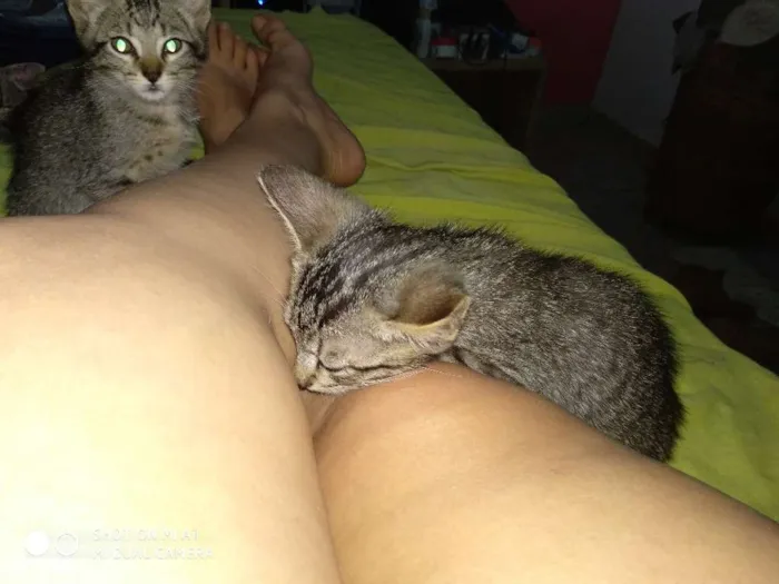 Gato ra a  idade 2 a 6 meses nome  Gatinhos