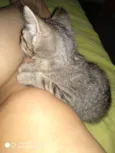  Gatinhos