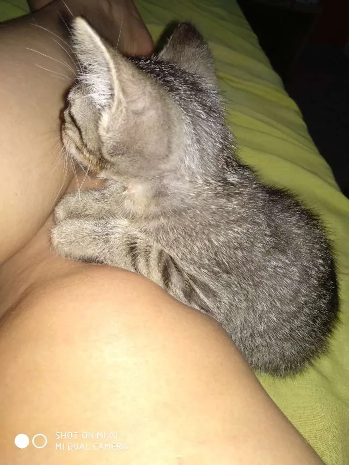 Gato ra a  idade 2 a 6 meses nome  Gatinhos