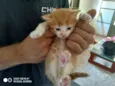  Gatinhos