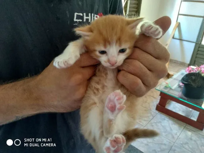 Gato ra a  idade 2 a 6 meses nome  Gatinhos