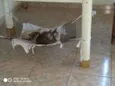  Gatinhos