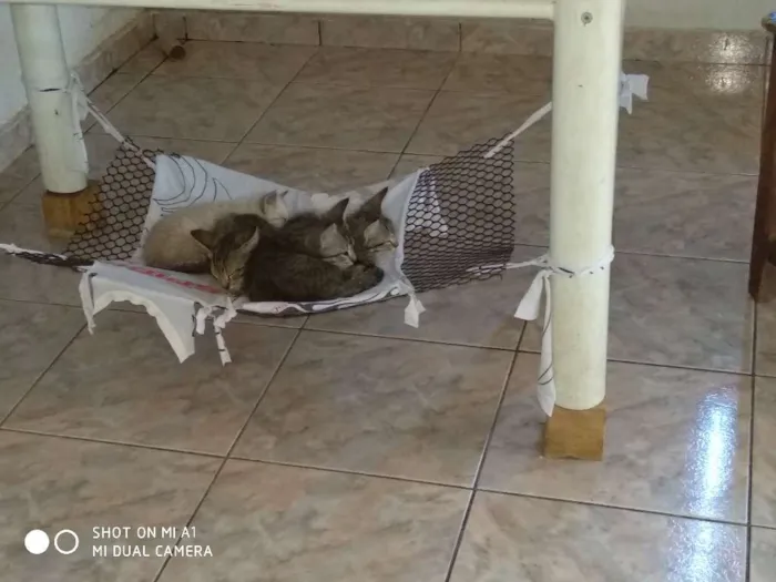 Gato ra a  idade 2 a 6 meses nome  Gatinhos