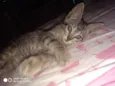  Gatinhos