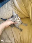  Gatinhos
