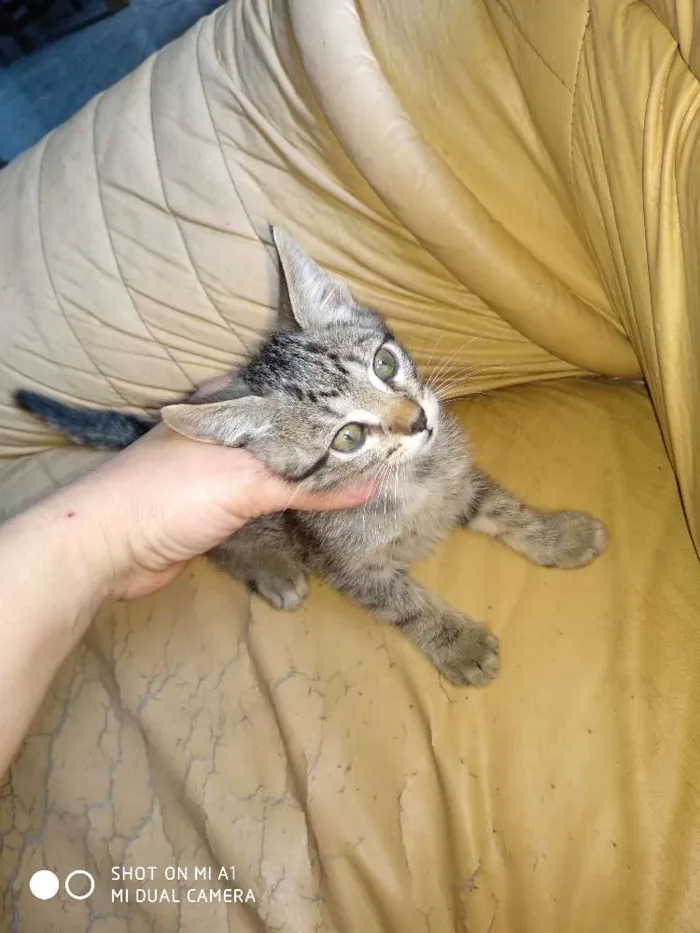 Gato ra a  idade 2 a 6 meses nome  Gatinhos