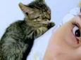  Gatinhos