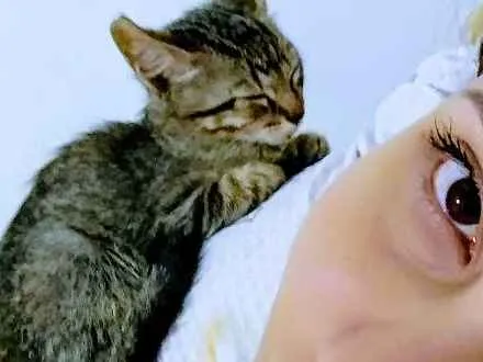 Gato ra a  idade 2 a 6 meses nome  Gatinhos