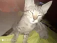  Gatinhos