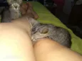 Gatinhos