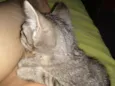  Gatinhos