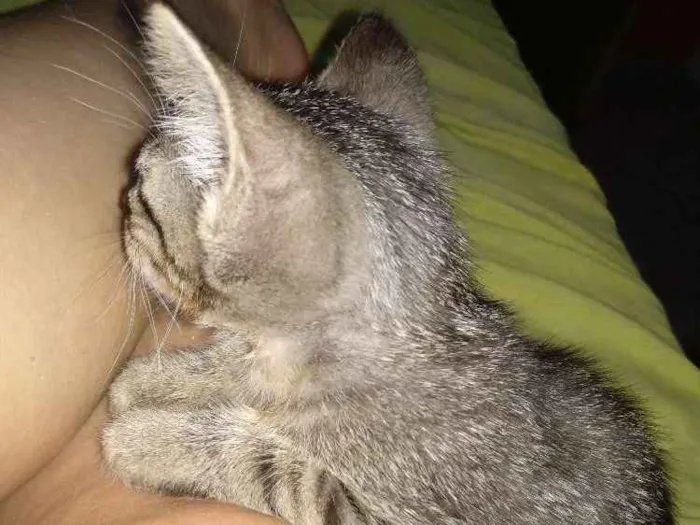 Gato ra a  idade 2 a 6 meses nome  Gatinhos