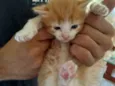  Gatinhos